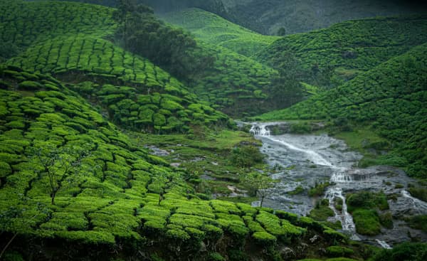 Expert Travel Agent in Munnar