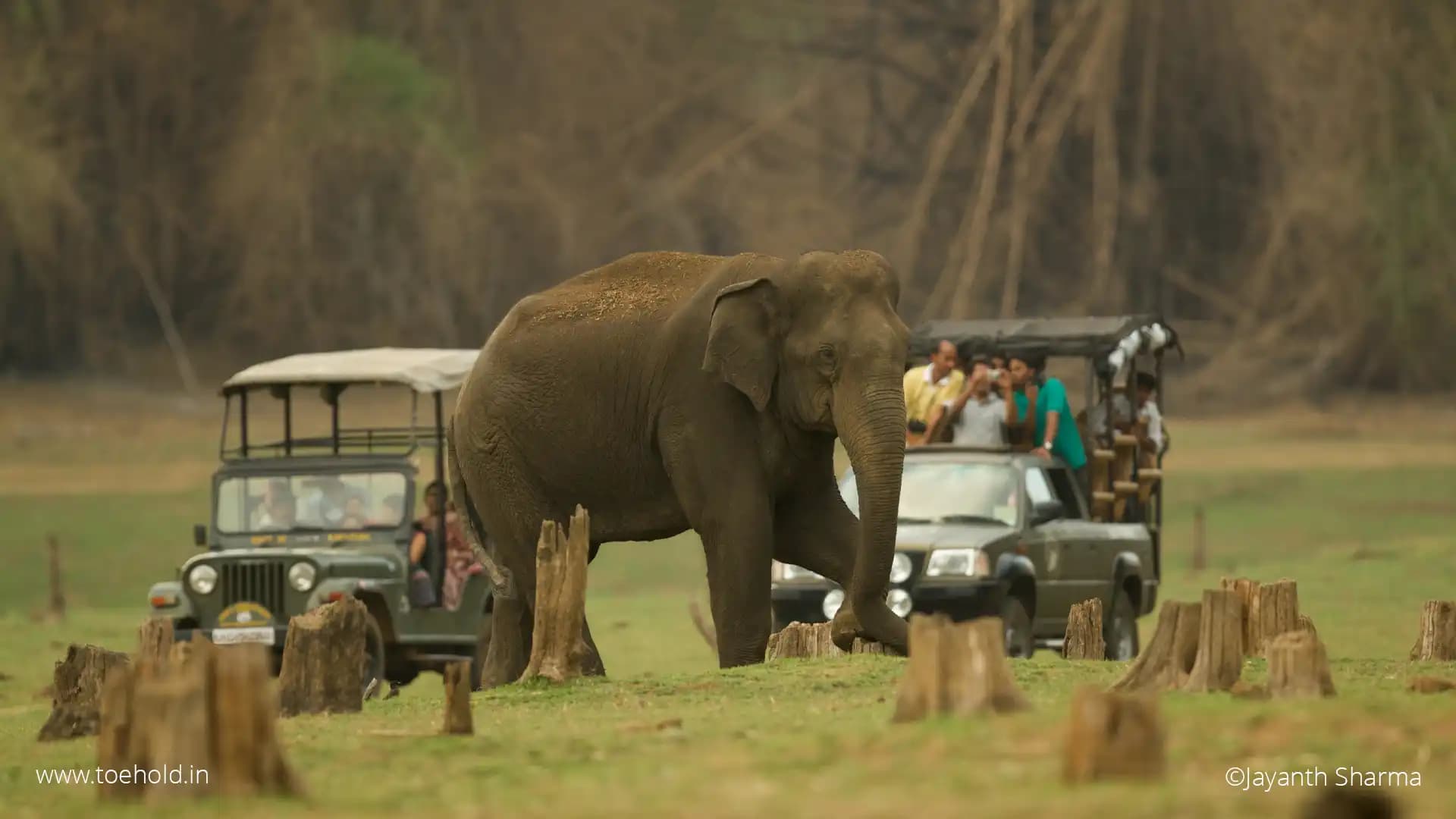 Jungle Jeep Safari - Image 1