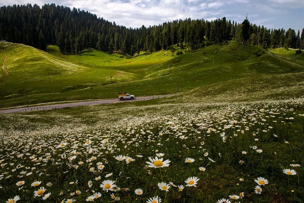 Gulmarg Meadows - Image 1