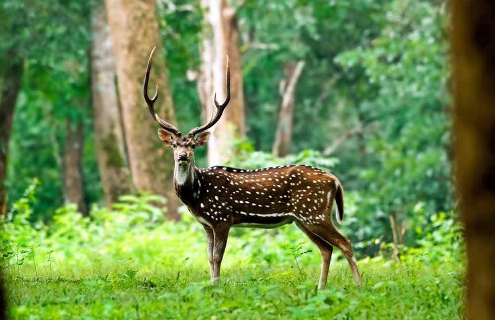 Wayanad Wildlife Sanctuary - Image 1