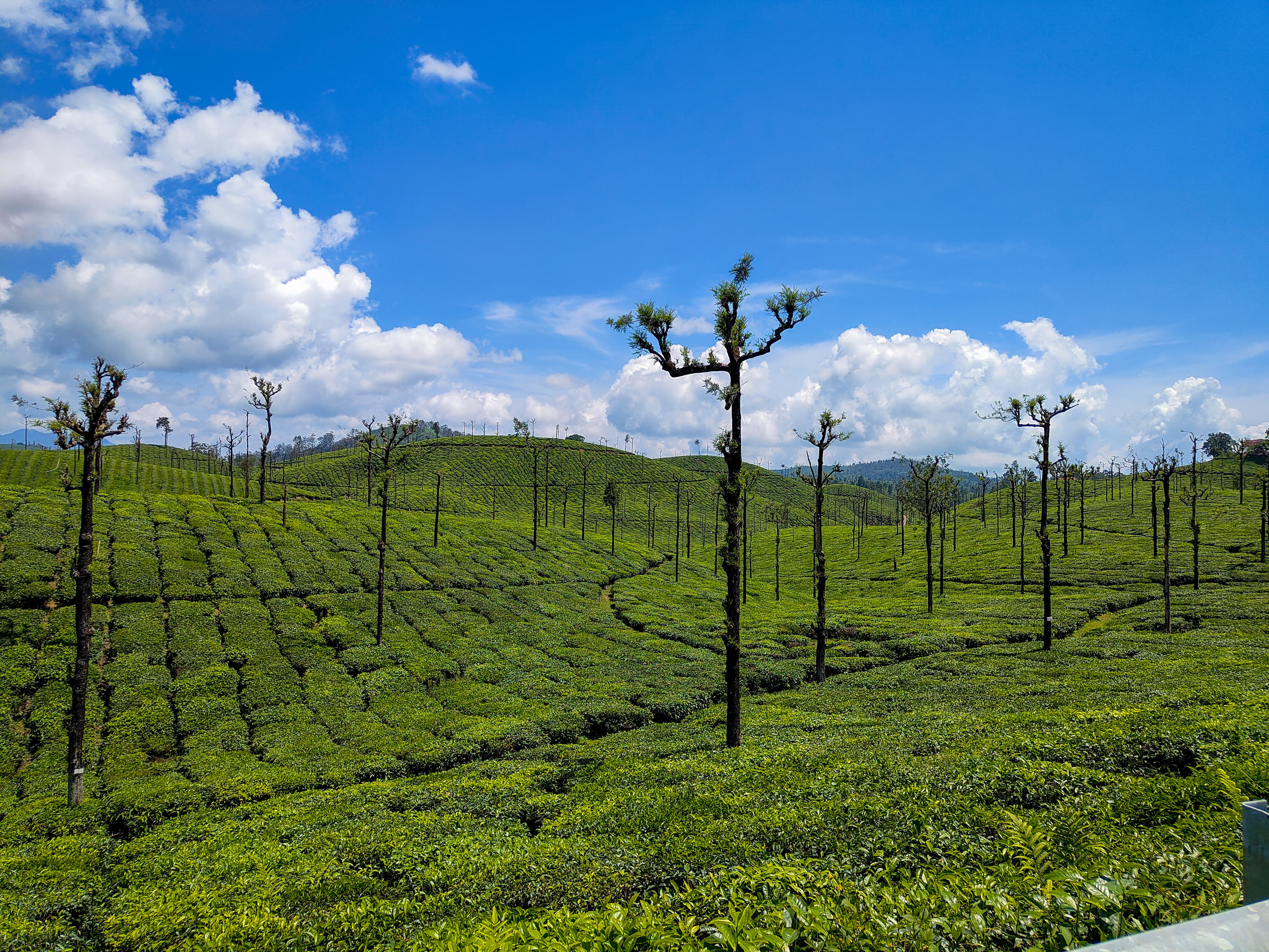 Valparai, Tamil Nadu - Image 1