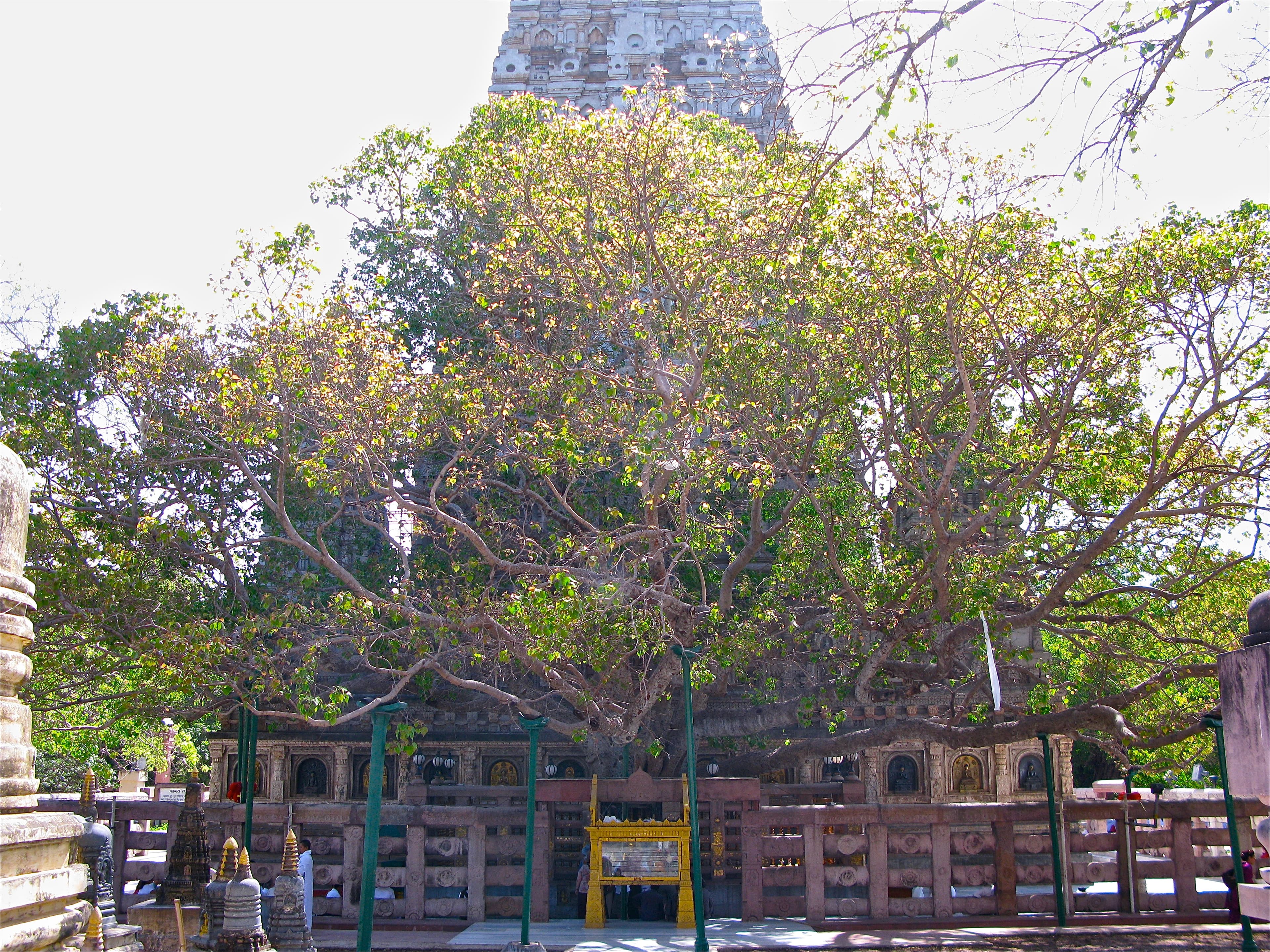 The Bodhi Tree - Image 1
