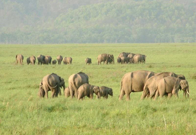 Rajaji National Park - Image 1