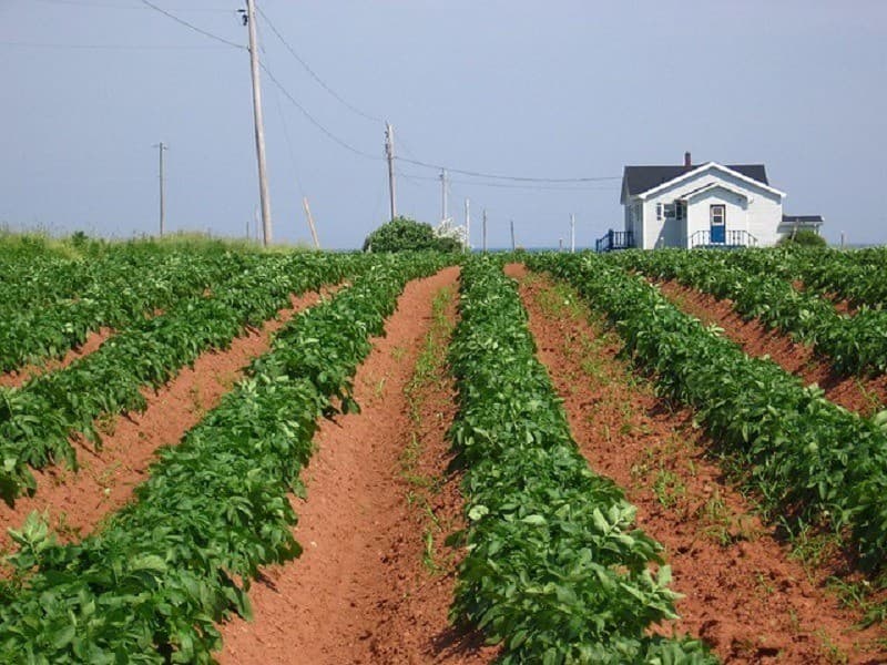 Potato Farm (Aloo Khet) - Image 1